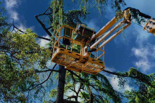 Reliable Portales, NM Tree Care Services Solutions